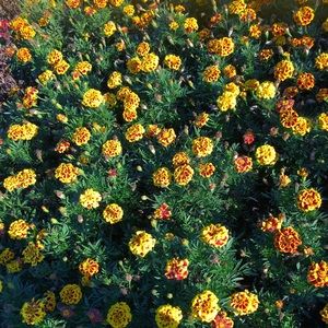 Meet your Posher, Chloe